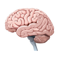 Brain Organ Anatomy Medical Graphic