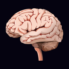 Human Brain Side Profile Dark Background