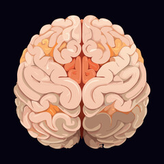 Brain Top View Internal Structures