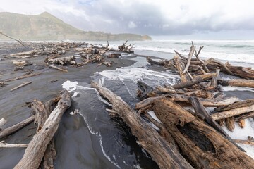 Driftwood litters a black sand beach in Mokau, Waikato, New Zealand. The logs were washed ashore by...