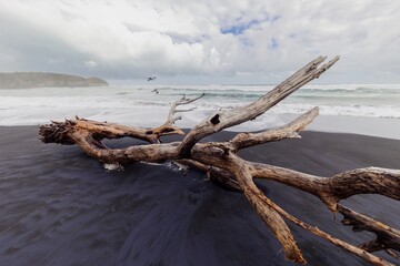 Driftwood lies on the black sands of Mokau, Waikato, New Zealand. The ocean waves crash in the background, creating a moody, natural scene.