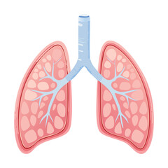 Human Lungs and Bronchial Tubes
