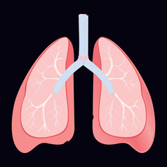 Human Lungs Anatomy Simple