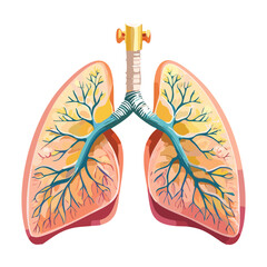 Detailed Lungs and Bronchial Tree