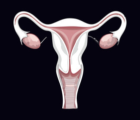 Obraz premium Simplified Female Reproductive System White