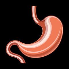 Fototapeta premium Empty Human Stomach Internal Organ Anatomy