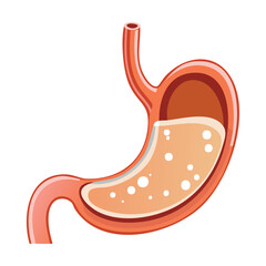 Stomach Anatomy with Homogeneous Contents