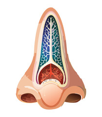Nasal Sinus Structure Cross Section