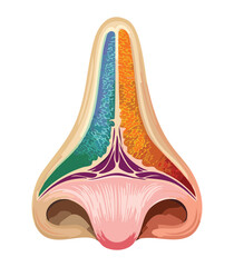 Colorful Nose Sinus Anatomy Diagram