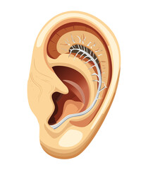 Detailed Inner Ear Anatomy Illustration