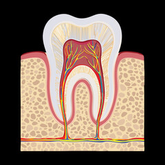 Detailed Anatomy Of Tooth Pulp Chamber