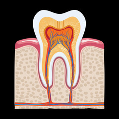 Inside Human Tooth Root And Nerve