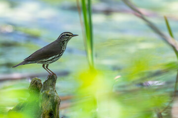 Northern waterthrush perched on an exposed root.