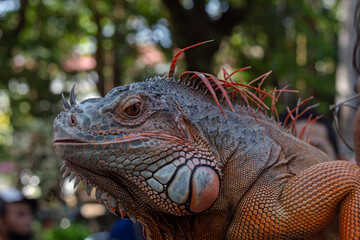 Iguana with Spiky Dorsal Crest and Textured Skin