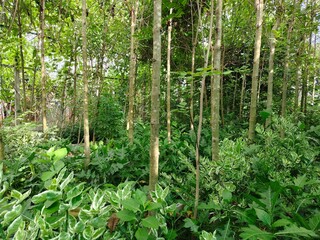 The old and overgrown garden is densely packed with trees.