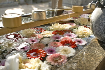 日光が当たる鮮やかな花手水