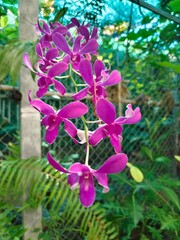 Purple orchids hang down from the tree.