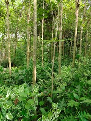 The old and overgrown garden is densely packed with trees.