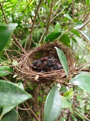 A few small black birds are sleeping in a nest on a branch.