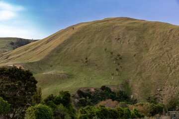 Rolling green hills and native trees create a scenic landscape in Pongaroa, Manawatu-Wanganui, New Zealand. The image captures the natural beauty of the countryside.