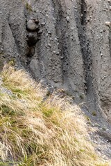 Tall grass grows at the base of a steep, rocky slope in Putangirua Pinnacles, Cape Palliser, Wellington, New Zealand. Contrast between the soft grass and the hard rock