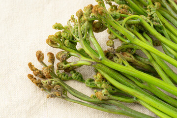 ワラビ（新芽）