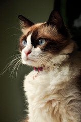 Ragdoll Cat sitting and look away