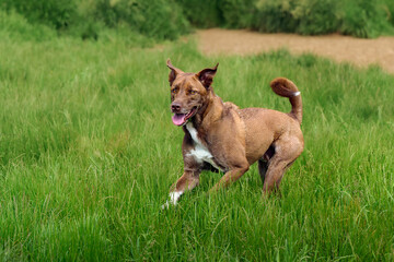 2025-05-30 A BROWN AND WHITE DOG WITH BRIGHT INTENSE EYES RUNNING ACROSS A GREEN FIELD AT THE OFF LEASH DOG AREA AT MARYMOOR PARK IN REDMOND WASHINGTON