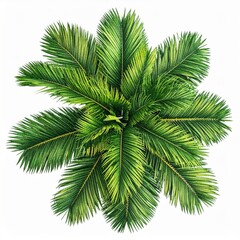 Fototapeta premium Overhead View of Lush Green Palm Tree