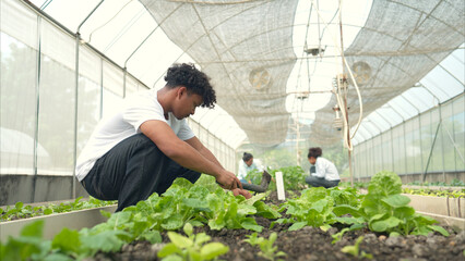 Group of young people examining lettuce plants in a greenhouse