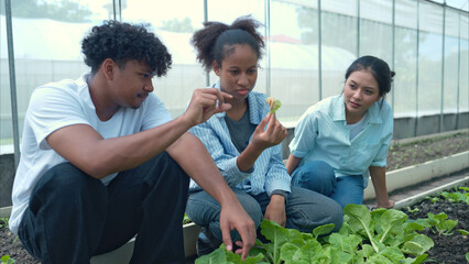 Group of young people examining lettuce plants in a greenhouse