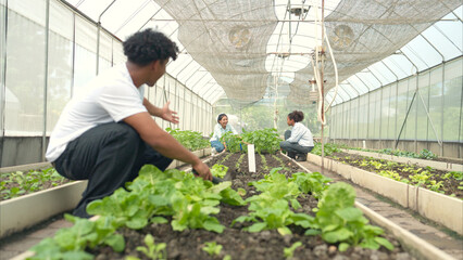 Group of young people examining lettuce plants in a greenhouse