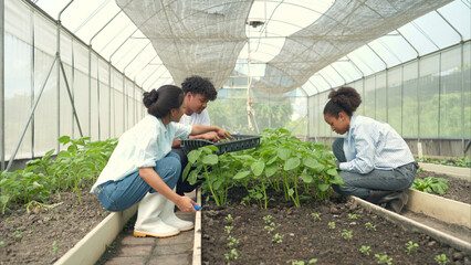Group of young people examining lettuce plants in a greenhouse