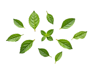 Collection of fresh mint leaves in various shapes, viewed from above, white background,herb,leaves,fresh