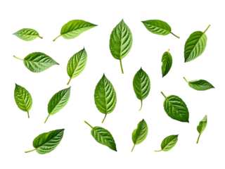 Collection of fresh mint leaves in various shapes, viewed from above, white background,organic,icon,set