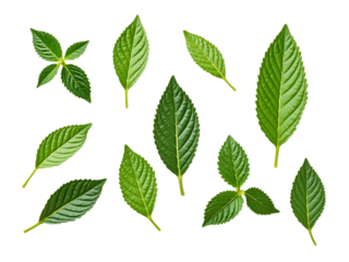 Collection of fresh mint leaves in various shapes, viewed from above, white background,tree,object,isolated