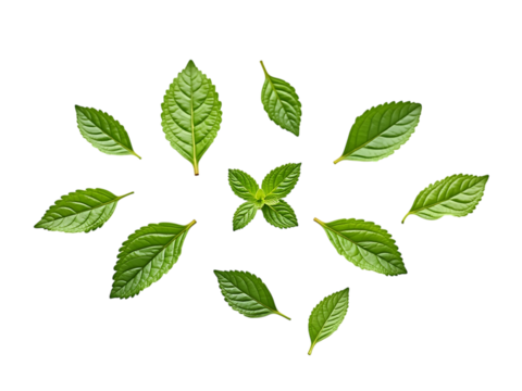 Collection of fresh mint leaves in various shapes, viewed from above, white background,herb,leaves,fresh