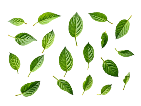 Collection of fresh mint leaves in various shapes, viewed from above, white background,organic,icon,set