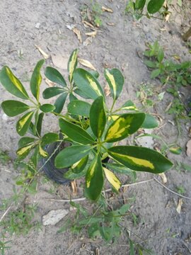 Green plant growing in the garden