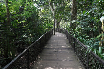 Obraz premium green park and beautiful forest 