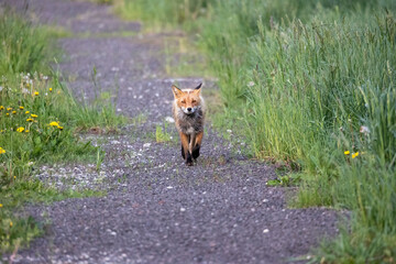 野生動物　キツネ