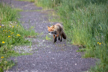 野生動物素材　キツネ