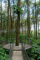 Obraz premium green forest tree and nature garden 