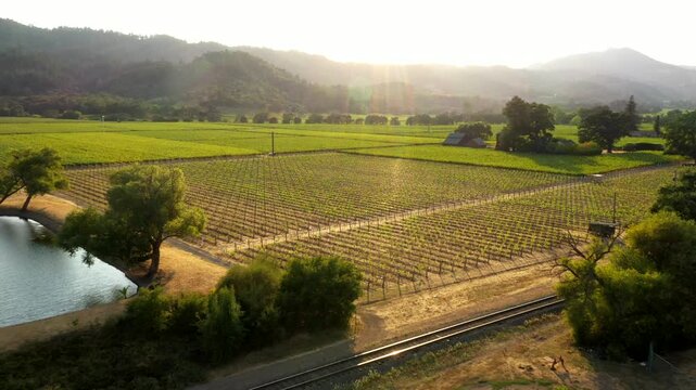 Farmhouse beside vineyard pond and symmetrical grape rows at golden hour, drone approach