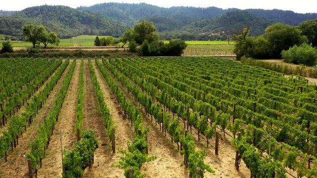 Overhead dolly of chairs for wedding by organized vineyard rows and lush vegetation at Napa winery estate