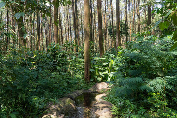 Obraz premium green forest tree and nature garden 