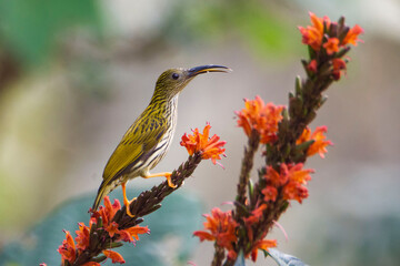 Streaked Spiderhunter on a branch