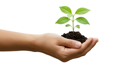 PNG Hand Holding Seedling in Soil White Baby Goat Isolated