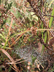 Captivating and intricate nature scenes showcasing dew upon grass blades and delicate spider webs