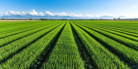 a vast alfalfa field seen at midday, intense green covering the ground evenly, flat terrain extending to a warm, hazy horizon, light cloud shadows adding depth, ultra-realistic, captured with